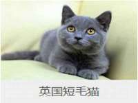 上海畅锦邦网络科技有限公司