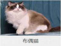上海畅锦邦网络科技有限公司