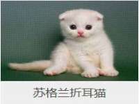 上海畅锦邦网络科技有限公司