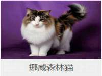 上海畅锦邦网络科技有限公司