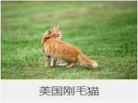 上海畅锦邦网络科技有限公司