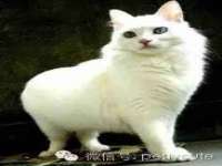 上海畅锦邦网络科技有限公司