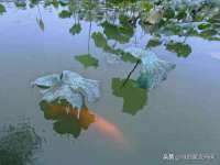 上海畅锦邦网络科技有限公司